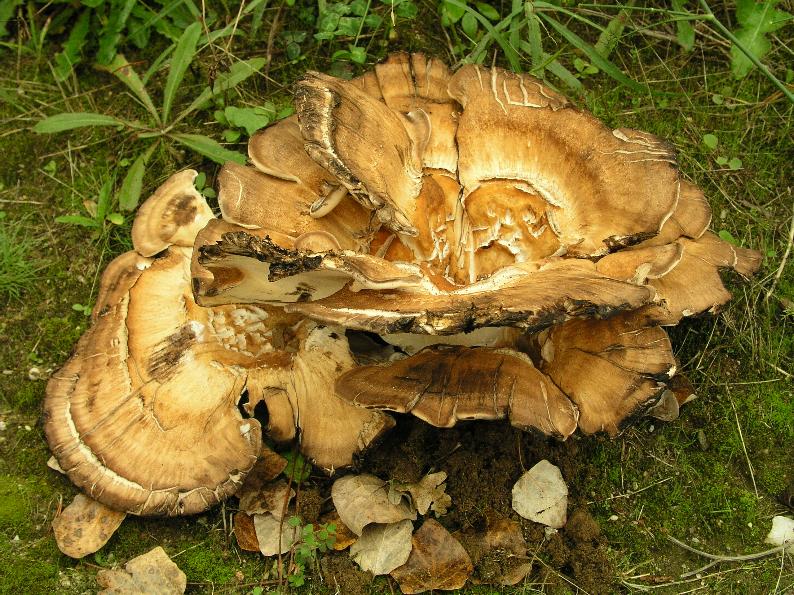 Una crosta ...gigantesca (Meripilus giganteus)